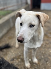 ATARI, Hund, Mischlingshund in Ungarn - Bild 2