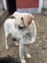 ATARI, Hund, Mischlingshund in Ungarn - Bild 3