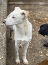 ATARI, Hund, Mischlingshund in Ungarn - Bild 5