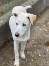 ATARI, Hund, Mischlingshund in Ungarn - Bild 6