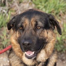 PATRON, Hund, Schäferhund Mischling in Spanien - Bild 1