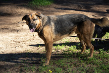 PATRON, Hund, Schäferhund Mischling in Spanien - Bild 3