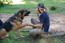 PATRON, Hund, Schäferhund Mischling in Spanien - Bild 4