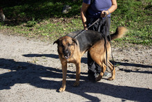 PATRON, Hund, Schäferhund Mischling in Spanien - Bild 5