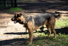 PATRON, Hund, Schäferhund Mischling in Spanien - Bild 6