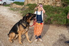 PATRON, Hund, Schäferhund Mischling in Spanien - Bild 8