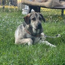 HOMER, Hund, Mastin del Pirineos in Wöllstadt - Bild 1
