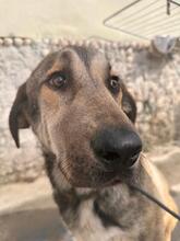 HOMER, Hund, Mastin del Pirineos in Wöllstadt - Bild 11