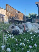 HOMER, Hund, Mastin del Pirineos in Wöllstadt - Bild 2