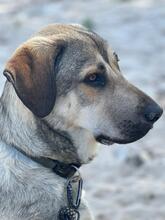 HOMER, Hund, Mastin del Pirineos in Wöllstadt - Bild 3