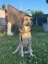 HOMER, Hund, Mastin del Pirineos in Wöllstadt - Bild 4