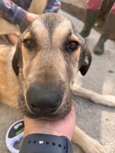 HOMER, Hund, Mastin del Pirineos in Wöllstadt - Bild 9