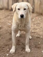 NIEVE, Hund, Mischling in Spanien - Bild 2