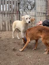 NIEVE, Hund, Mischling in Spanien - Bild 4