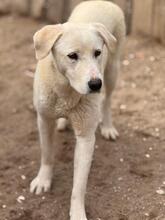 NIEVE, Hund, Mischling in Spanien - Bild 5