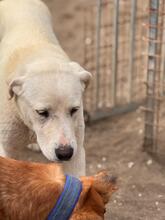 NIEVE, Hund, Mischling in Spanien - Bild 6