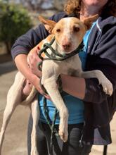 SARA, Hund, Podenca in Spanien - Bild 1