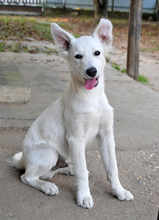 CARUSO, Hund, Mischlingshund in Ungarn - Bild 1