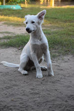 CARUSO, Hund, Mischlingshund in Ungarn - Bild 2