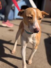 ANDRES, Hund, Podenco in Spanien - Bild 2