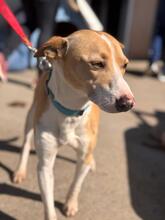 ANDRES, Hund, Podenco in Spanien - Bild 4