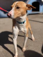 ANDRES, Hund, Podenco in Spanien - Bild 7