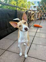 ANDRES, Hund, Podenco in Peine