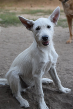 CHANEL, Hund, Mischlingshund in Ungarn - Bild 3