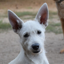 CHANEL, Hund, Mischlingshund in Ungarn - Bild 4