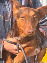 MAX, Hund, Podenco Maneto Mischling in Spanien - Bild 1