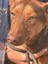 MAX, Hund, Podenco Maneto Mischling in Spanien - Bild 2