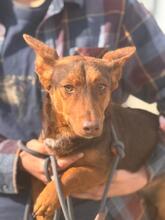 MAX, Hund, Podenco Maneto Mischling in Spanien - Bild 3