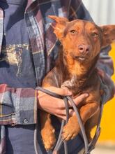 MAX, Hund, Podenco Maneto Mischling in Spanien - Bild 4