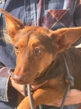 MAX, Hund, Podenco Maneto Mischling in Spanien - Bild 5