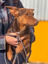 MAX, Hund, Podenco Maneto Mischling in Spanien - Bild 7