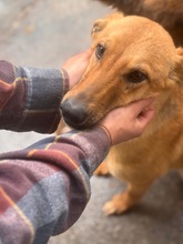 VALENTINA, Hund, Mischling in Spanien - Bild 2