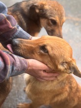 VALENTINA, Hund, Mischling in Spanien - Bild 4