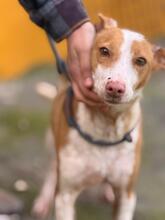 MARUCHI, Hund, Podenco in Spanien - Bild 1