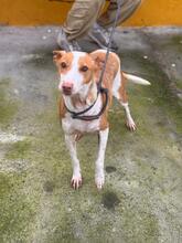 MARUCHI, Hund, Podenco in Spanien - Bild 2