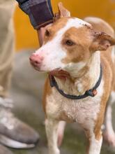 MARUCHI, Hund, Podenco in Spanien - Bild 4