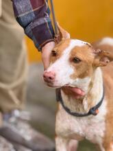 MARUCHI, Hund, Podenco in Spanien - Bild 5