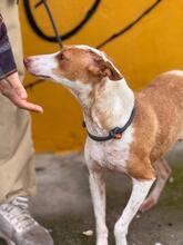 MARUCHI, Hund, Podenco in Spanien - Bild 6