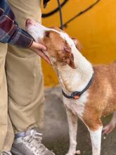 MARUCHI, Hund, Podenco in Spanien - Bild 7