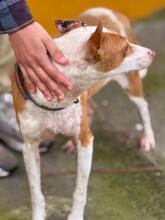 MARUCHI, Hund, Podenco in Spanien - Bild 8