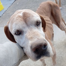 CASIMIRO, Hund, Pointer Mischling in Spanien - Bild 4