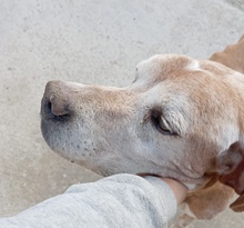 CASIMIRO, Hund, Pointer Mischling in Spanien - Bild 5