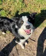 ELTON, Hund, Border Collie in Spanien - Bild 1