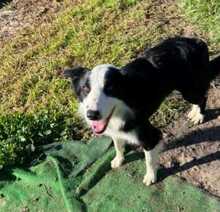 ELTON, Hund, Border Collie in Spanien - Bild 2