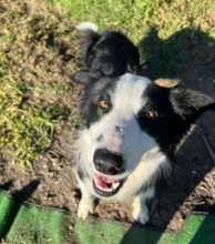 ELTON, Hund, Border Collie in Spanien - Bild 3