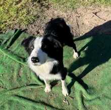 ELTON, Hund, Border Collie in Spanien - Bild 4